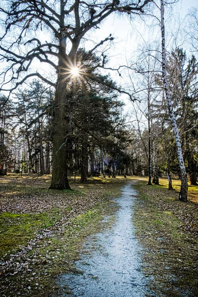 Bäume Mit Sonnenstrahlen Park Budmerice Slowakische Republik Wanderthema Saisonale Naturszene — Stockfoto