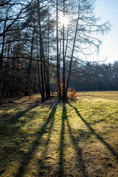 Träd Med Solstrålar Parken Budmerice Slovakien Vandringstema Säsongsmässig Naturlig Scen — Stockfoto