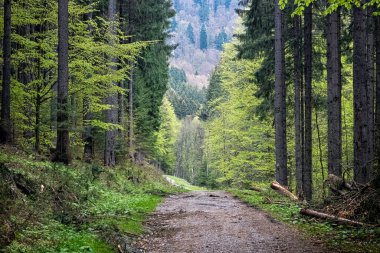 Doğal manzara, Polana dağları, Slovak cumhuriyeti. Yürüyüş teması. Mevsimsel doğal sahne.