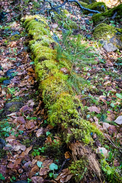 stock image Natural scenery, Polana mountains, Slovak republic. Hiking theme. Seasonal natural scene.