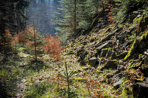 Natuurlijke Omgeving Polana Bergen Slowaakse Republiek Wandelthema Seizoensgebonden Natuur — Stockfoto