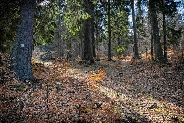 Natuurlijke Omgeving Polana Bergen Slowaakse Republiek Wandelthema Seizoensgebonden Natuur — Stockfoto