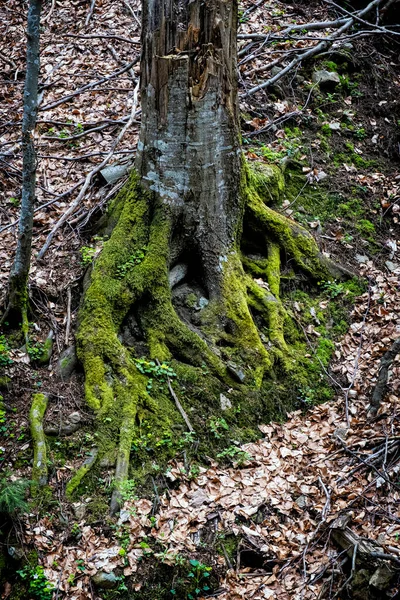 Doğal Manzara Polana Dağları Slovak Cumhuriyeti Yürüyüş Teması Mevsimsel Doğal — Stok fotoğraf