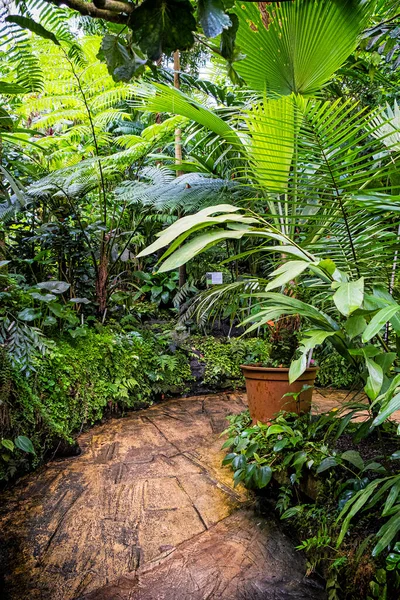 Naturaleza Tropical Fata Morgana Invernadero Jardín Botánico Praga República Checa —  Fotos de Stock