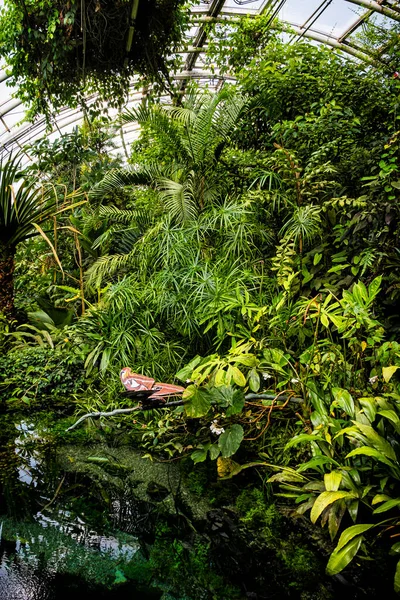 Natureza Tropical Fata Morgana Estufa Jardim Botânico Praga República Checa — Fotografia de Stock