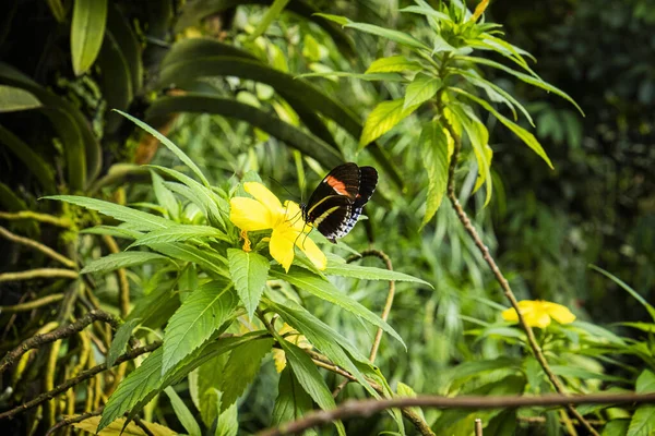 Tropische Natuur Fata Morgana Kas Botanische Tuin Praag Tsjechië — Stockfoto