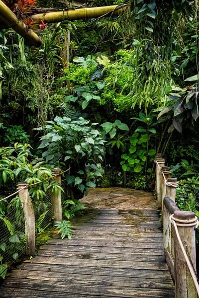 stock image Tropical nature in Fata Morgana greenhouse, botanical garden, Prague, Czech republic.