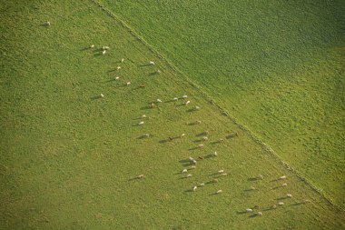 Balondan inekler sürüsü, Slovakya Cumhuriyeti. Macera titreşimleri. Seyahat hedefi.