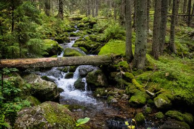 Bystra vadisinde dere manzarası, Batı Tatras dağı, Slovak cumhuriyeti. Yürüyüş teması. Mevsimsel doğal sahne.