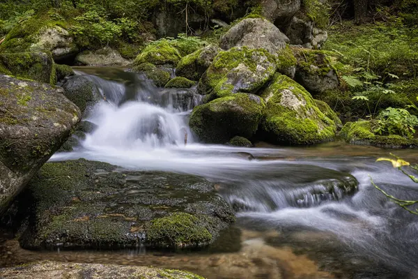 Bystra vadisinde dere manzarası, Batı Tatras dağı, Slovak cumhuriyeti. Yürüyüş teması. Mevsimsel doğal sahne.