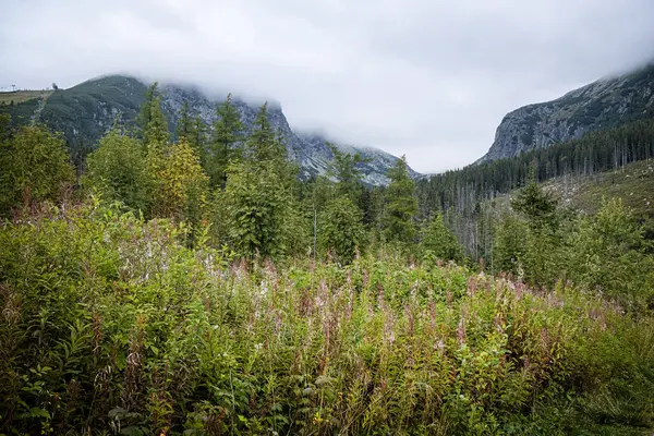 Solisko Tepesi ve Mlynicka Vadisi, Yüksek Tatras Dağı, Slovakya Cumhuriyeti. Yürüyüş teması. Mevsimsel doğal sahne.
