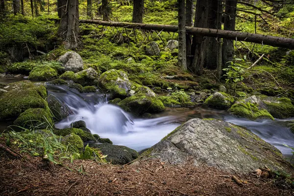 Bystra vadisinde dere manzarası, Batı Tatras dağı, Slovak cumhuriyeti. Yürüyüş teması. Mevsimsel doğal sahne.