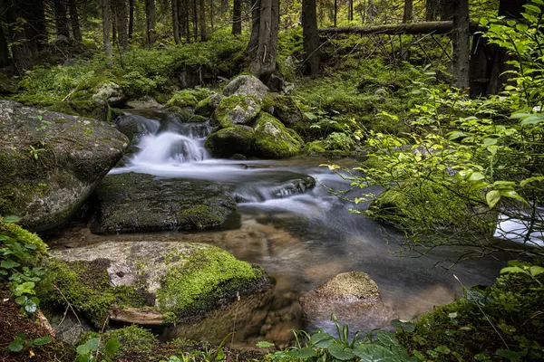 Bystra vadisinde dere manzarası, Batı Tatras dağı, Slovak cumhuriyeti. Yürüyüş teması. Mevsimsel doğal sahne.