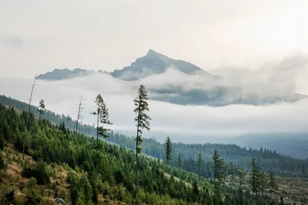 克里文峰从比斯特山谷 西塔特拉山 斯洛伐克共和国 远足的主题 季节性的自然景观 免版税图库图片
