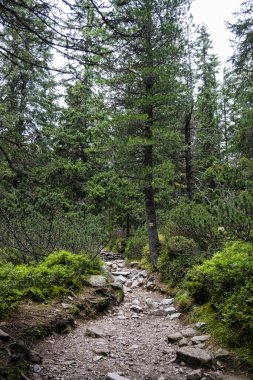Mlynicka Vadisi, Yüksek Tatras Dağı, Slovakya Cumhuriyeti. Yürüyüş teması. Mevsimsel doğal sahne.