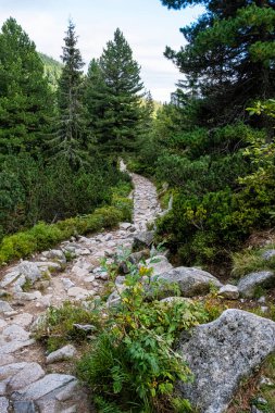 Mlynicka Vadisi, Yüksek Tatras Dağı, Slovakya Cumhuriyeti. Yürüyüş teması. Mevsimsel doğal sahne.