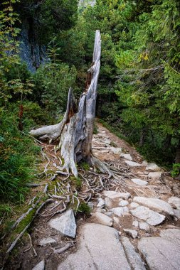Mlynicka Vadisi, Yüksek Tatras Dağı, Slovakya Cumhuriyeti. Yürüyüş teması. Mevsimsel doğal sahne.