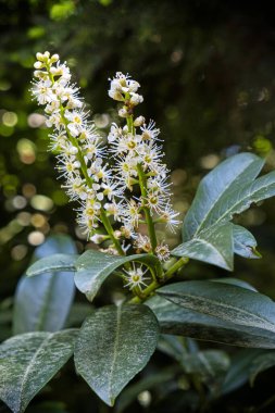 Çiçekli defne ağacı, Tesarske Mlynany, Slovakya Cumhuriyeti. Mevsimsel doğal sahne.