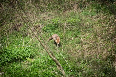 Kızıl Tilki (Vulpes vulpes), Burda Dağı, Slovakya Cumhuriyeti. Hayvan sahnesi. Doğada güzellik.