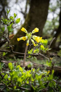 Morina çiçeği (primula veris), Burda, Slovak cumhuriyeti. Mevsimsel doğal sahne.