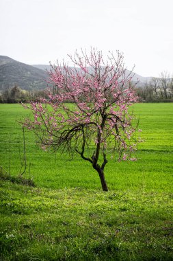 İlkbaharda çiçek açan ağaç, Slovakya Cumhuriyeti. Mevsimsel doğal sahne.