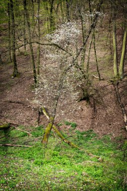 Yaprak döken orman, Burda dağları, Slovak cumhuriyeti. Yürüyüş teması. Mevsimsel doğal sahne.