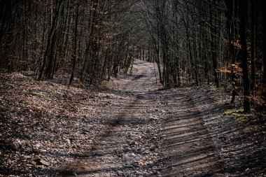 Nova Bana yakınlarındaki orman, Slovakya Cumhuriyeti. Mevsimsel doğal sahne. Seyahat hedefi.