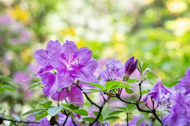 Çiçekli rhododendron, botanik bahçesi Tesarske Mlynany, Slovakya Cumhuriyeti. Mevsimsel doğal sahne.