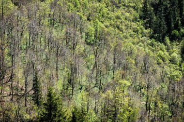Karışık orman, Büyük Fatra Dağları manzarası, Slovakya Cumhuriyeti. Mevsimsel doğal sahne. Seyahat güzergahı. Yürüyüş teması.
