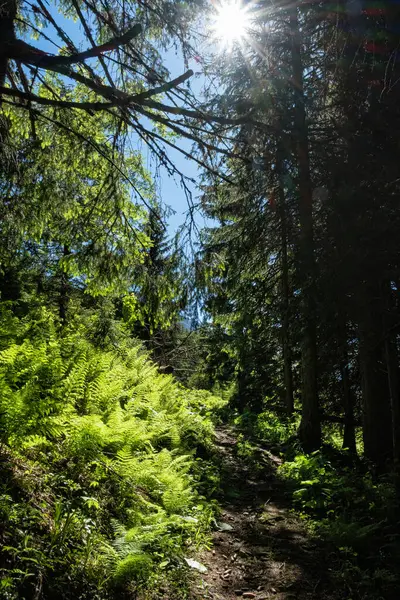 Sessiz vadi, Yüksek Tatras dağı, Slovakya Cumhuriyeti. Yürüyüş teması. Mevsimsel doğal sahne.