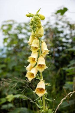 Sarı yüksükotu çiçeği (Digitalis grandiflora), Low Tatras dağları, Slovakya Cumhuriyeti. Mevsimsel doğal sahne.