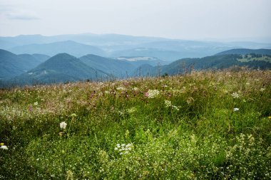 Alçak Tatras Dağı, Slovakya Cumhuriyeti. Seyahat güzergahı. Mevsimsel doğal sahne.