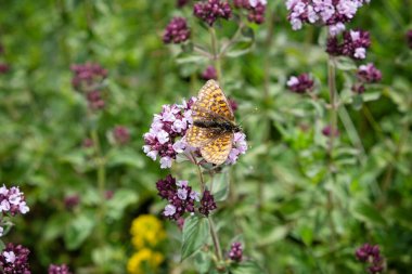Çiçekteki güzel kelebek, Low Tatras, Slovak cumhuriyeti. Mevsimsel doğal sahne.