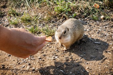 Avrupa yer sincabı (Spermophilus citellus), Muran düz ulusal parkı, Slovak cumhuriyeti. Hayvan sahnesi.