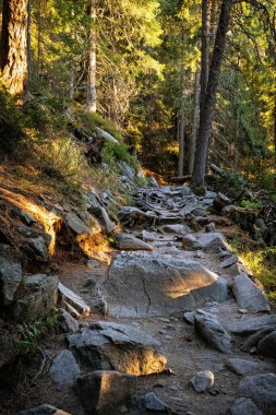 Kozalaklı ormanlarda sonbahar manzarası, Mengusovska vadisi, Yüksek Tatras dağları, Slovakya cumhuriyeti. Yürüyüş teması.