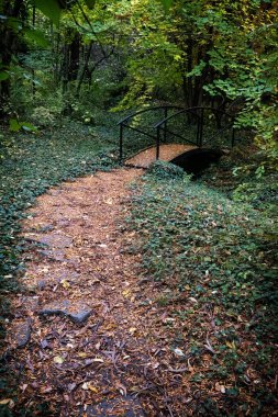 Autumn scenery in arboretum Tesarske Mlynany, Slovak republic. Travel destination. clipart