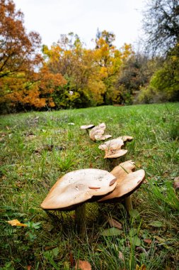 Autumn scenery in arboretum Tesarske Mlynany, Slovak republic. Travel destination. clipart