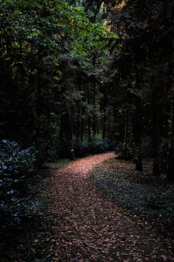 Autumn scenery in arboretum Tesarske Mlynany, Slovak republic. Travel destination. clipart