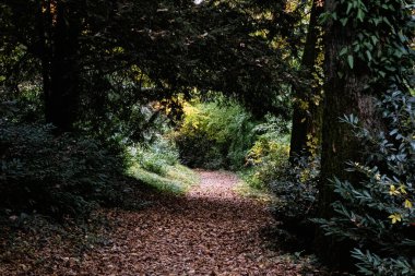 Autumn scenery in arboretum Tesarske Mlynany, Slovak republic. Travel destination. clipart