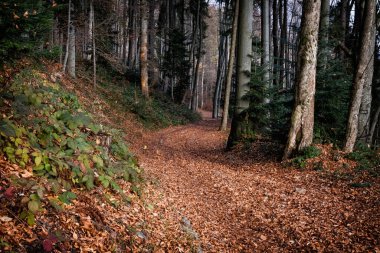 Mevsimsel doğal manzara, Kremnica Dağları, Slovakya Cumhuriyeti. Seyahat güzergahı. Yürüyüş teması.