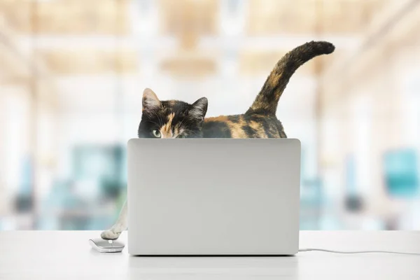 Domestic cat plays with computer on office desk.