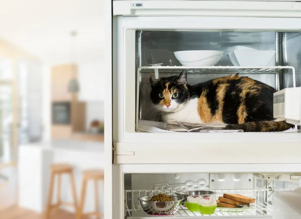 Domestic Cat Rests Refrigerator Compartment House — Stock Photo, Image
