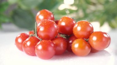 Yeşil yapraklı beyaz arka planda dönen küçük kırmızı kiraz domatesleri..