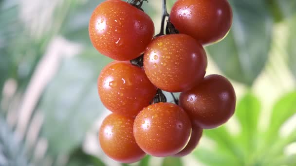 Pequenos Tomates Cereja Vermelhos Fundo Folhagem Verde — Vídeo de Stock