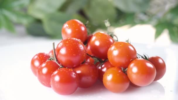 Pequenos Tomates Cereja Vermelhos Molhados Fundo Branco Com Folhas — Vídeo de Stock
