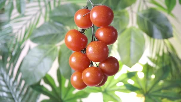 Pequeños Tomates Rojos Cereza Sobre Fondo Follaje Verde — Vídeos de Stock