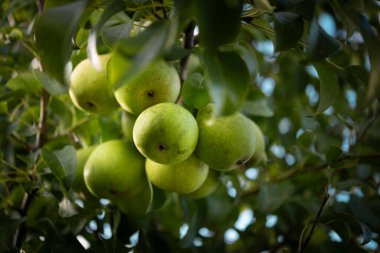 Ağaçtan sarkan birkaç taze armut. Arka planda gökyüzünü görebilirsiniz.