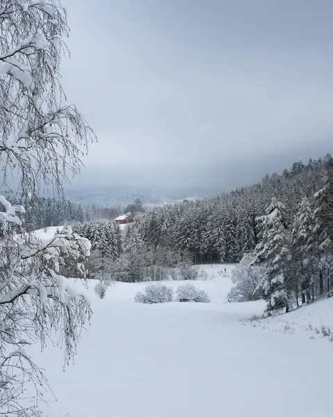 Winterlandschap Een Koude Dag Met Sneeuw Een Mistige Achtergrond Kunt Rechtenvrije Stockafbeeldingen