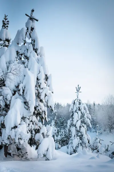 白雪で覆われた松の木の冬の風景 ロイヤリティフリーのストック写真
