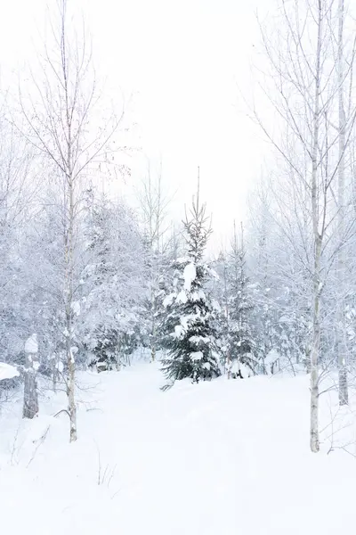 Landschap Met Een Besneeuwd Bos Een Winterdag Stockfoto